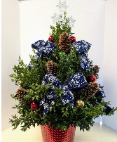 SOLD  Large boxwood tree with clear lights NFS-C24