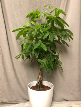 Large Braided Money Tree plant in Toronto, ON - THE NEW LEAF FLORIST