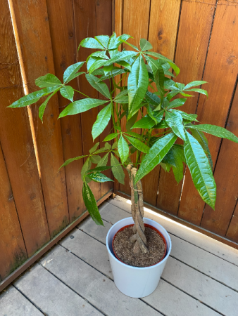Large Braided Money Tree Plant in Ceramic Pot in Toronto, ON - THE NEW LEAF  FLORIST