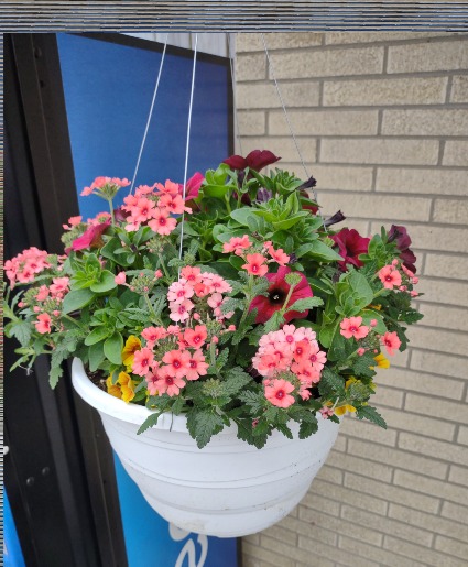Large Brugandy and Peach Hanging Basket 