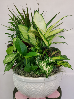 Large Ceramic Dish Garden Planter