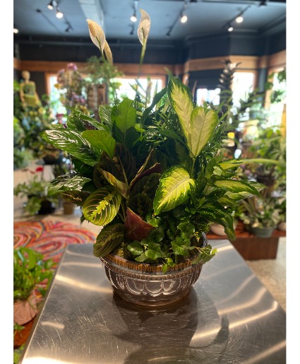 Large Ceramic  Dish Garden 