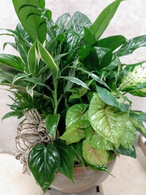 Large Ceramic Planter 
