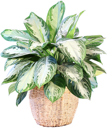 Large Chinese Evergreen House Plant in Talladega, AL | GAITHER'S FLORIST
