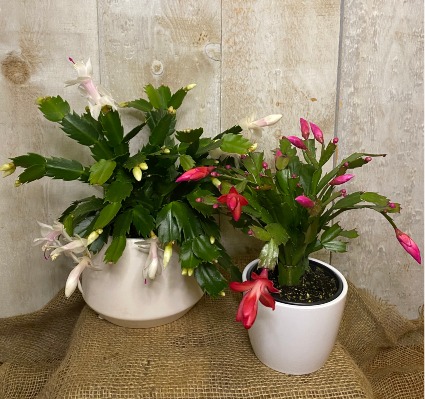 Christmas Cactus Plant available in 4 inch and 8 inch pots