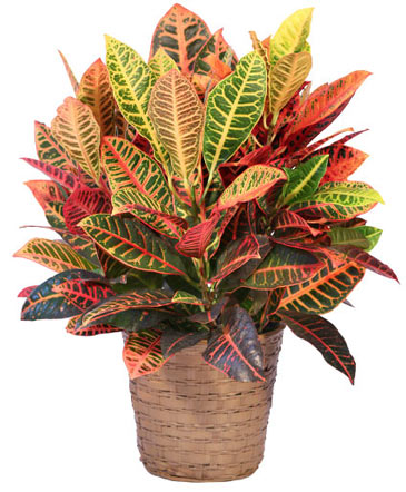 Large Croton House Plant in Marmaduke, AR | Choco Taco Florist ***TEST SHOP****