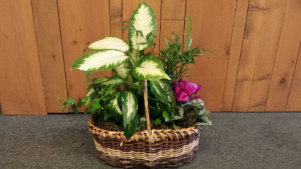 Large dish garden 