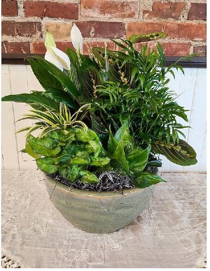 Large Dish Garden  