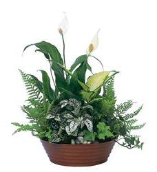 Large Dish Garden Funeral