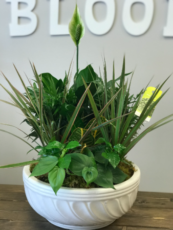 Large Dish Garden in Ceramic Container  