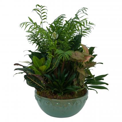 Large Dish Garden Plant