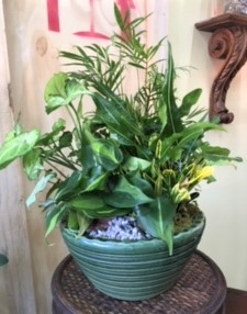 Large Dish Garden Plant