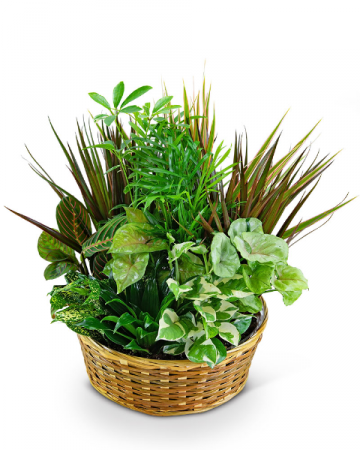 Large Basket Garden Plant