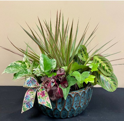 Large Dish Garden Plant arrangement