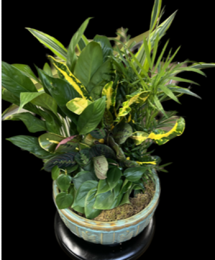 Large Dish Garden  Plants