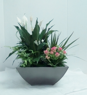 Large Dishgarden 