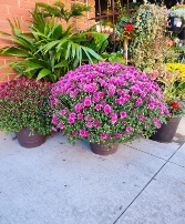 Large Fall Outdoor Mum Mum Plant