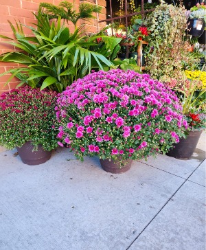 Large Fall Outdoor Mum Mum Plant