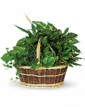 Large Garden Basket Plants