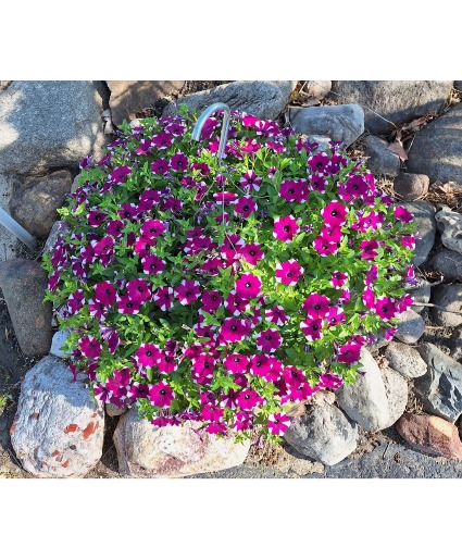 Large Hanging outdoor blooming  plant 