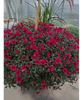 Large Hardy Mum Outdoor Blooming Plant