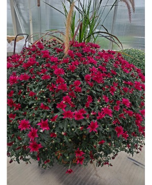 Large Hardy Mum Outdoor Blooming Plant