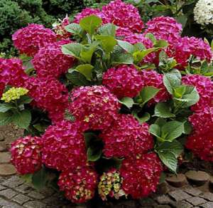 Large Hydrangea  Plant