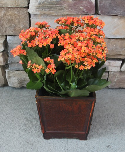 Large Kalanchoe Plant House Plant