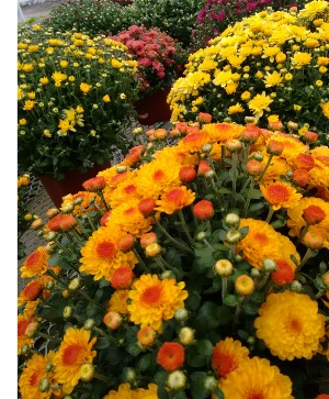 Large Mum Plant Plant