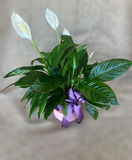 Large Peace Lilly 