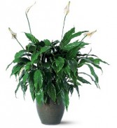 Peace Lily  Green plant