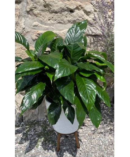 Large Peace Lily in Metal Pot Potted Plant