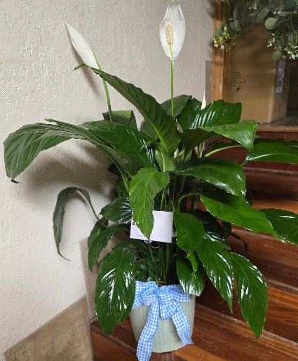 Large Peace Lily Plant Plant