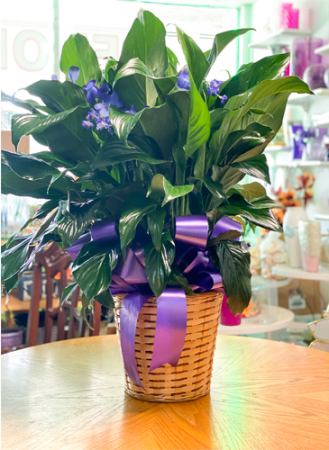 Large Peace Lily (Spathiphyllum) Gift Plant/Sympathy Plant in Lauderhill,  FL - A ROYAL BLOOM FLOWERS & GIFTS