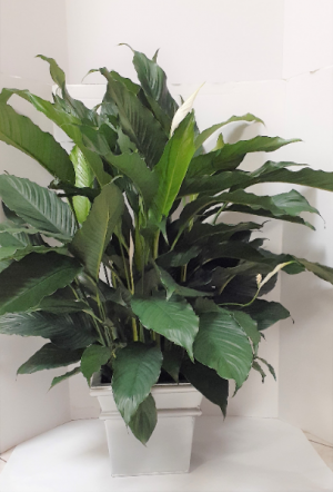 Large Peace Lily 