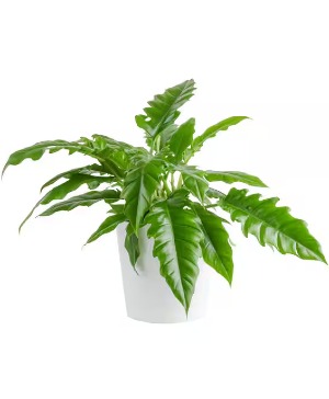 Large Philodendron  Florist Choice 