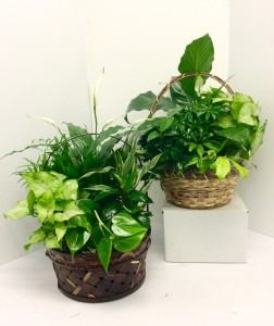The price for 1 Medium  Planter Basket PL3  Basket Garden Green Plants