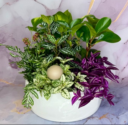 Large planter with 5-6 plants Plant 
