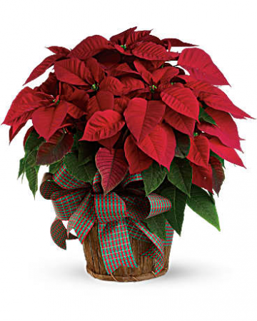Red Poinsettia Plant