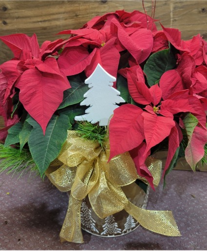 Large Poinsettia Poinsettia plant