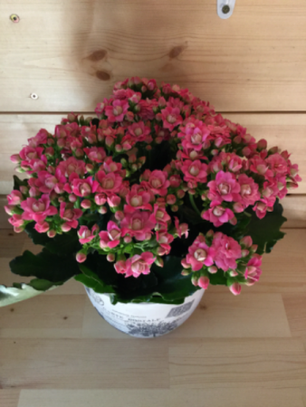 Large potted kalanchoe 