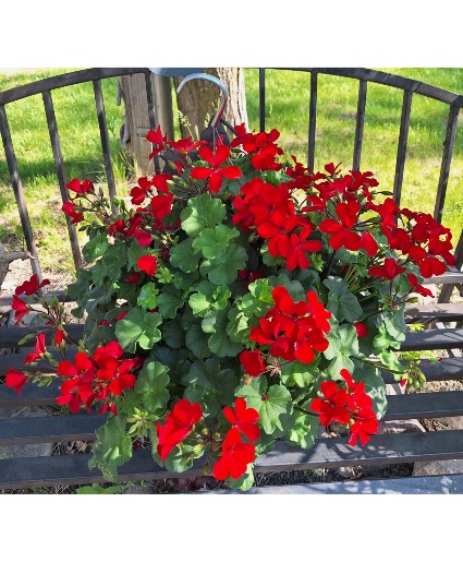 Large Red Geranium beautiful full hanging outdoor plant