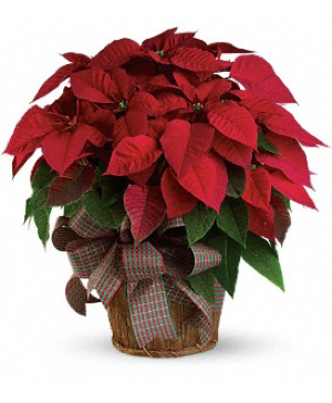 Large Red Poinsettia 