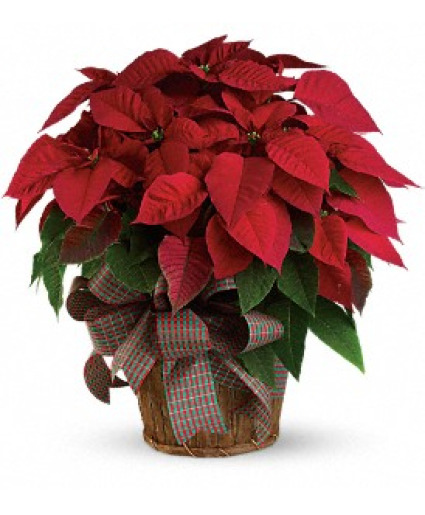 Large Red Poinsettia 