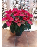 LARGE RED POINSETTIA FLOWERING PLANT