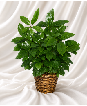 large Shefilieria House Plant  