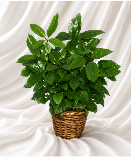 large Shefilieria House Plant  