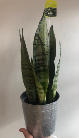 Snake Plant  