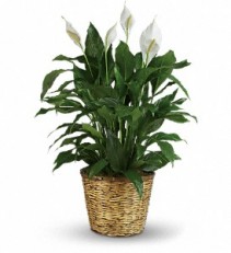 LARGE SPATHIPHYLLUM 