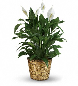 LARGE SPATHIPHYLLUM 